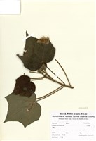 藏品(山芙蓉)的圖片